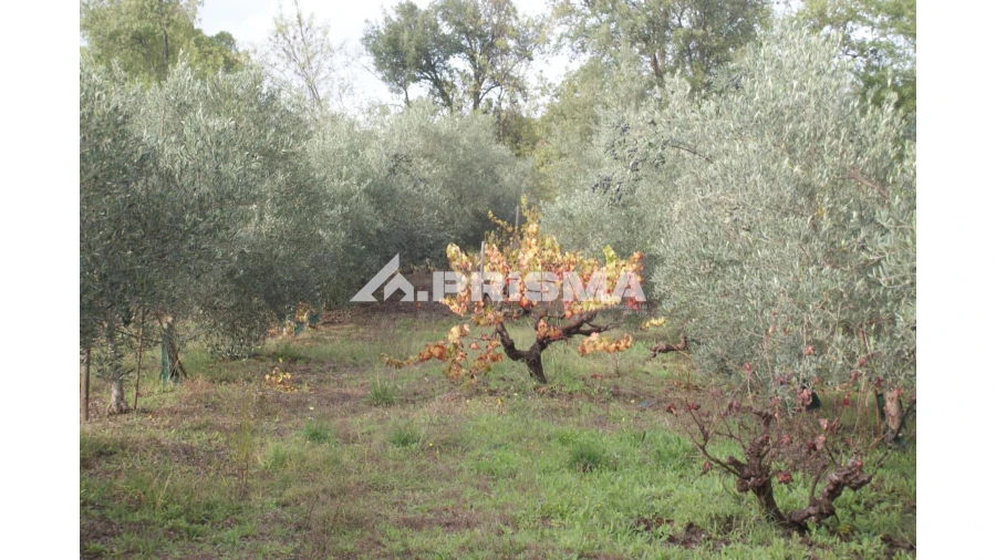 Terreno para Venda em Aranhas Foto 7