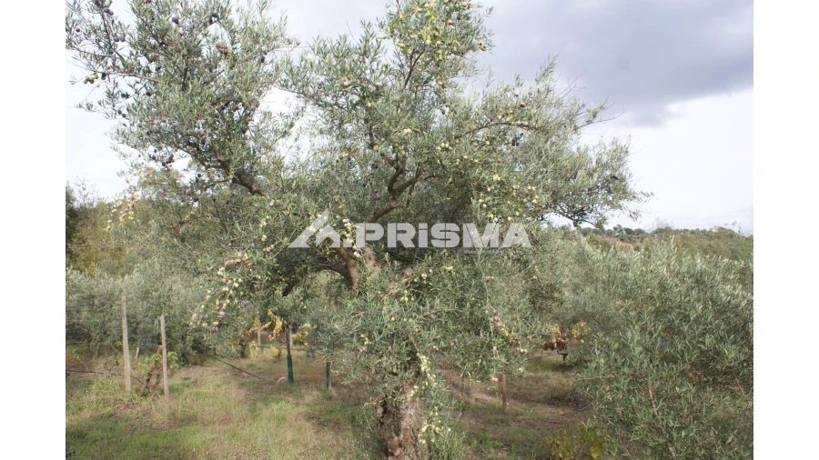 Terreno para Venda em Aranhas Foto 4