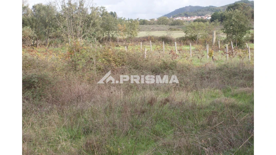 Terreno para Venda em Aranhas Foto 8