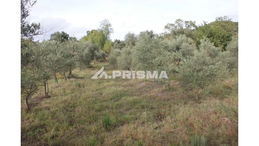 Terreno para Venda em Aranhas Foto 6