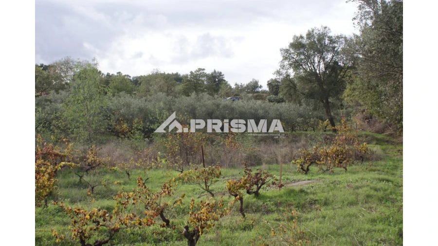 Terreno para Venda em Aranhas Foto 12