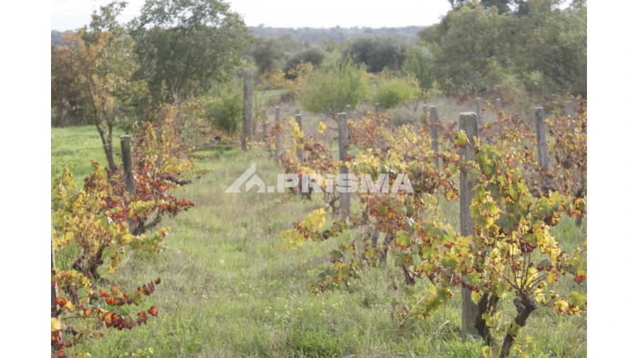 Terreno para Venda em Aranhas Foto 10