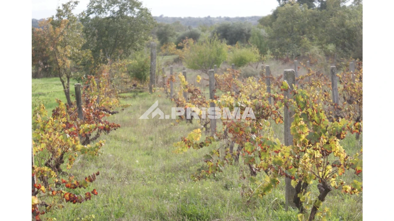 Terreno para Venda em Aranhas Foto 10