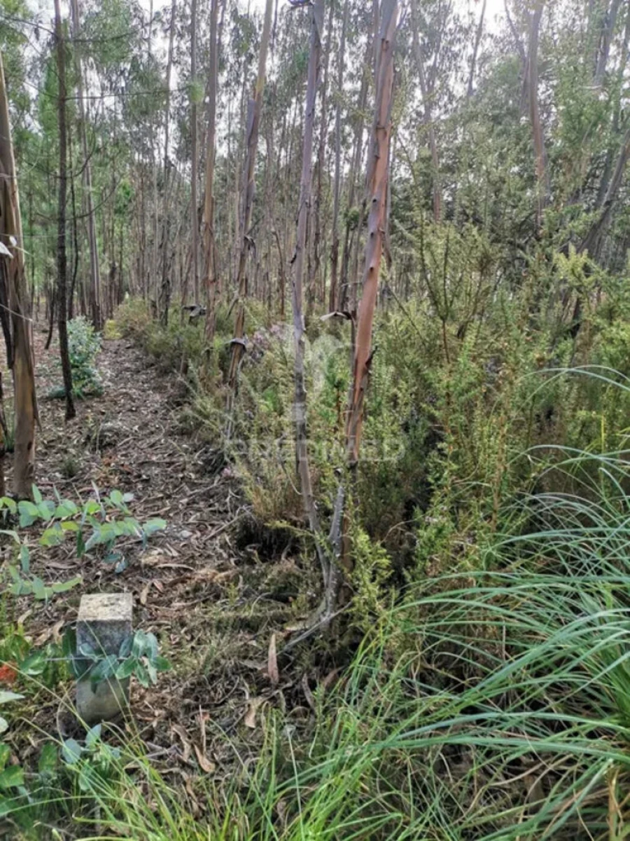 Terreno para Venda em Oliveirinha Foto 6