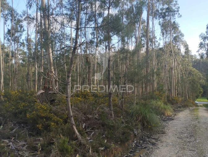 Terreno para Venda em Oliveirinha Foto 4