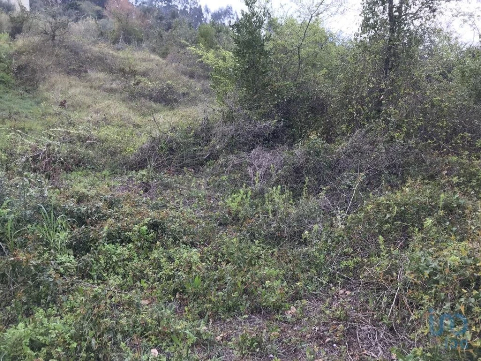 Terreno para Venda em Santiago e São Simão de Litém e Albergaria dos Doze Foto 14