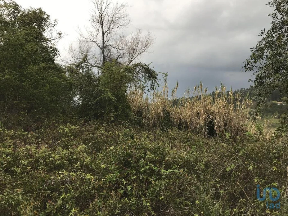 Terreno para Venda em Santiago e São Simão de Litém e Albergaria dos Doze Foto 5