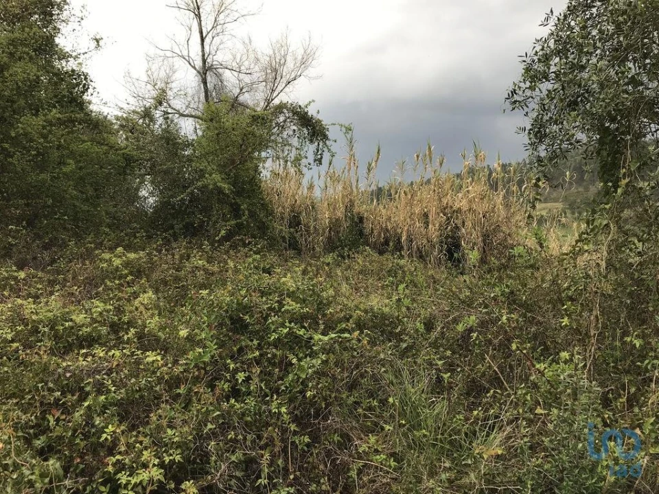 Terreno para Venda em Santiago e São Simão de Litém e Albergaria dos Doze Foto 15