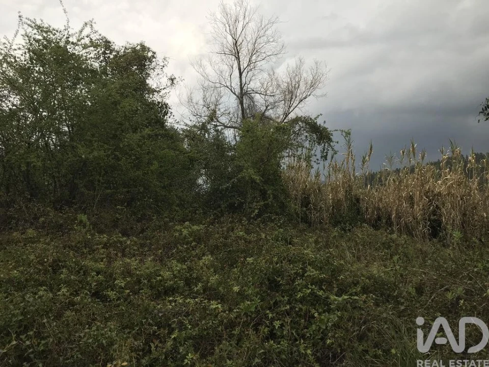 Terreno para Venda em Santiago e São Simão de Litém e Albergaria dos Doze Foto 18