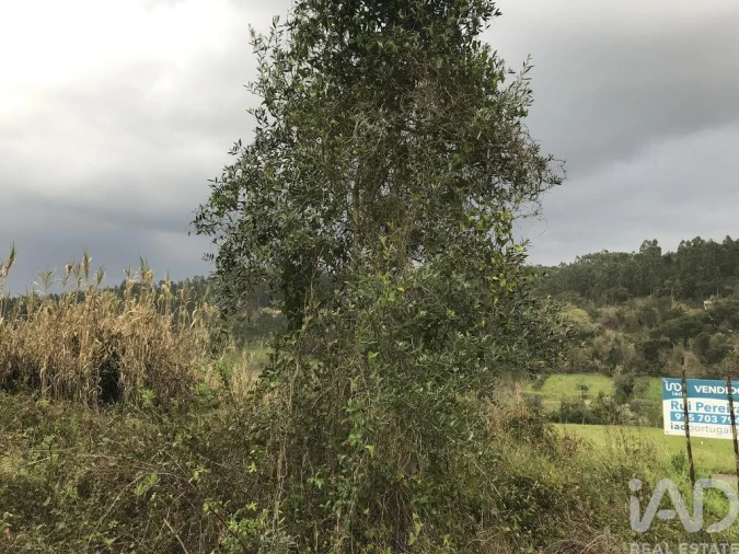 Terreno para Venda em Santiago e São Simão de Litém e Albergaria dos Doze Foto 19