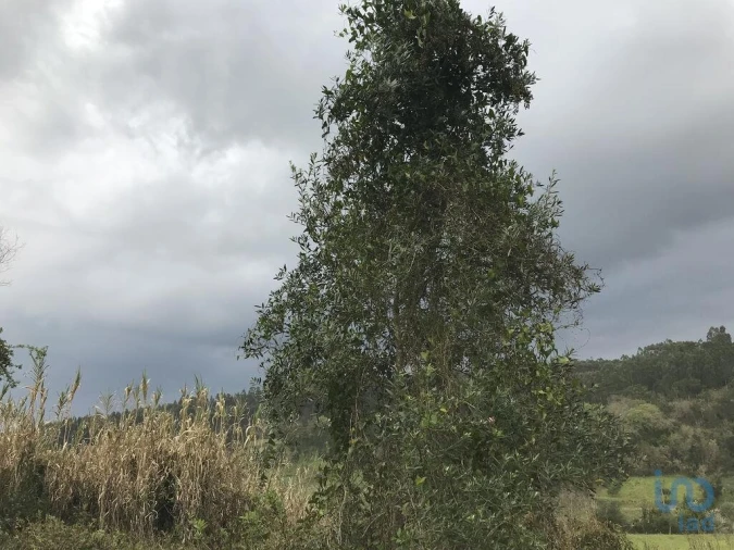 Terreno para Venda em Santiago e São Simão de Litém e Albergaria dos Doze Foto 2