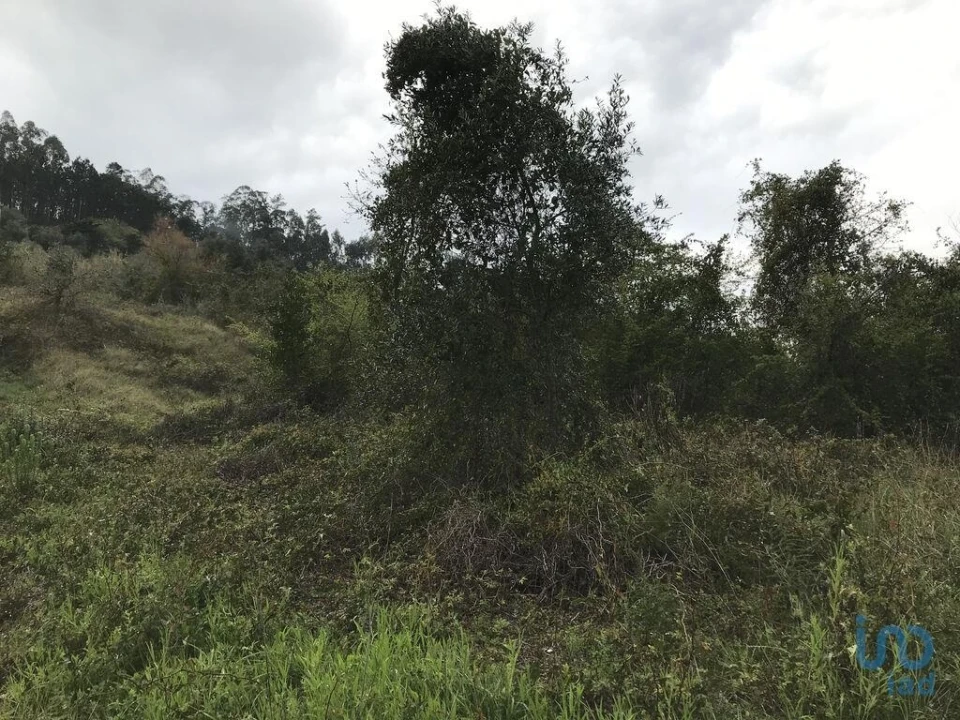 Terreno para Venda em Santiago e São Simão de Litém e Albergaria dos Doze Foto 12