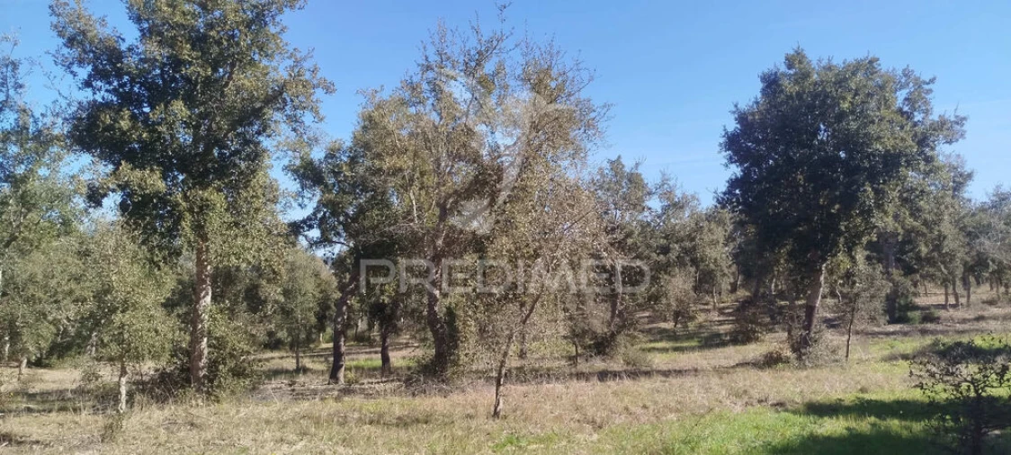 Terreno para Venda em São Francisco da Serra Foto 3