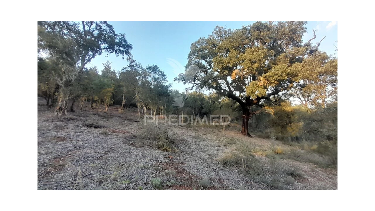 Terreno para Venda em Pero Viseu Foto 15