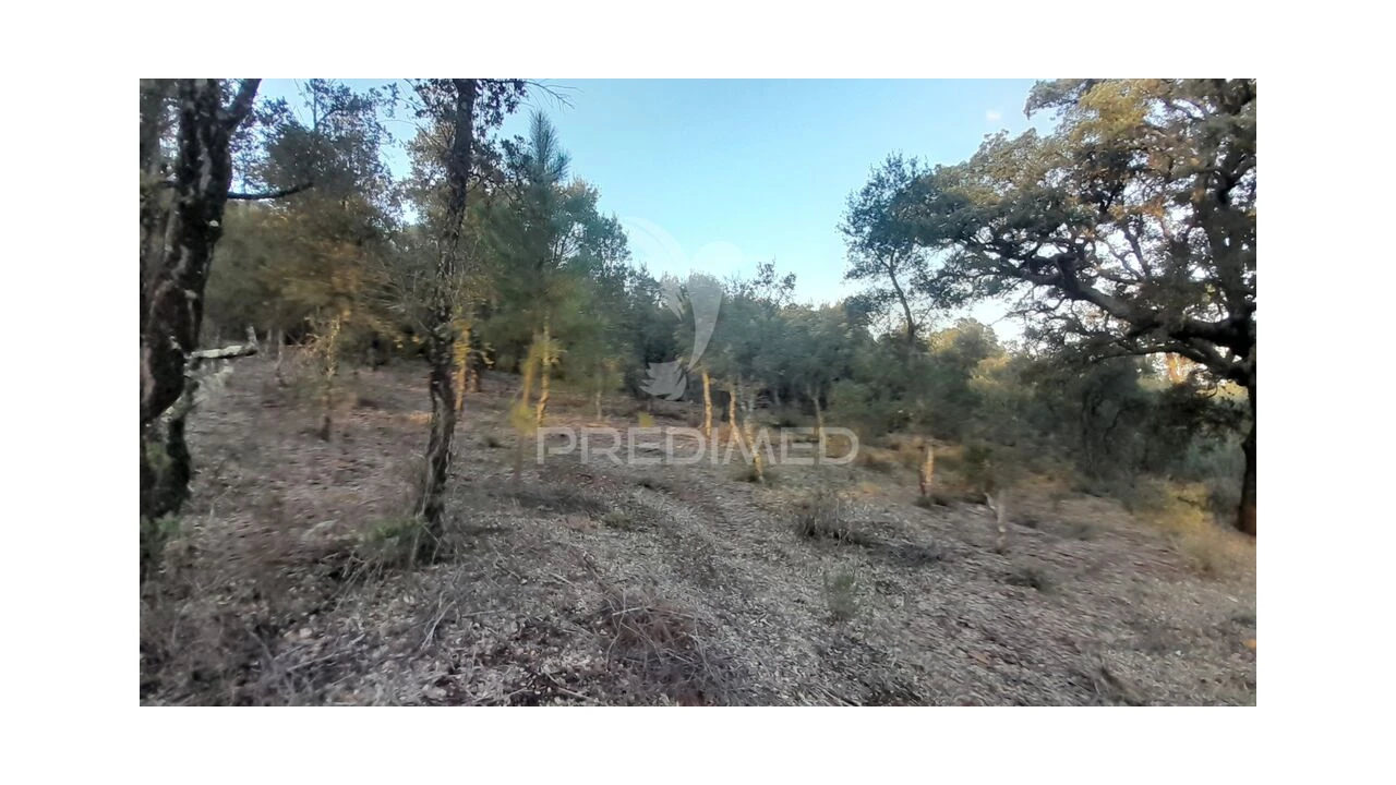 Terreno para Venda em Pero Viseu Foto 16