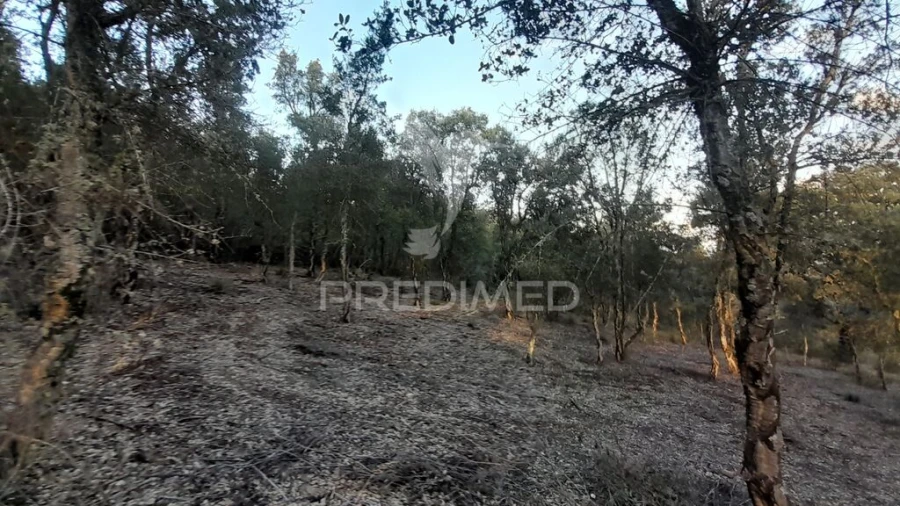 Terreno para Venda em Pero Viseu Foto 19