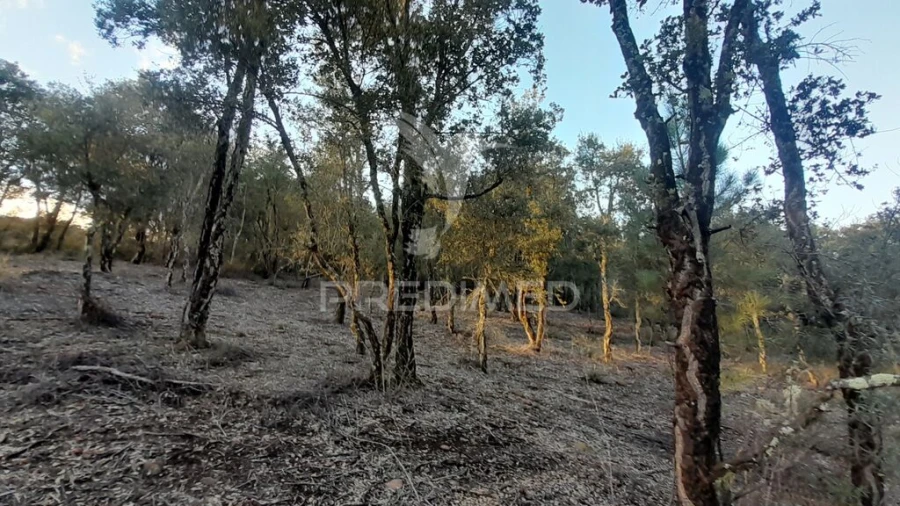 Terreno para Venda em Pero Viseu Foto 17