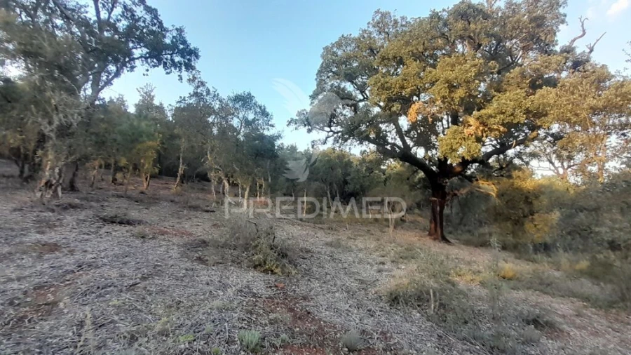 Terreno para Venda em Pero Viseu Foto 15