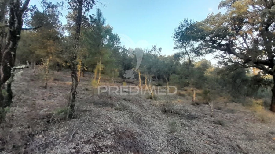 Terreno para Venda em Pero Viseu Foto 16