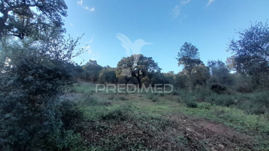 Terreno para Venda em Pero Viseu Foto 10