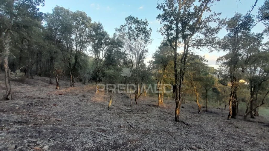 Terreno para Venda em Pero Viseu Foto 20