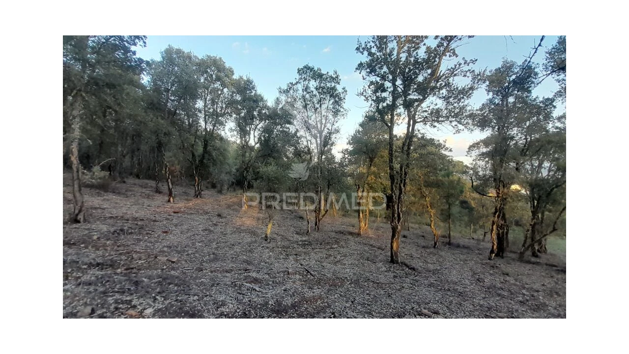 Terreno para Venda em Pero Viseu Foto 20