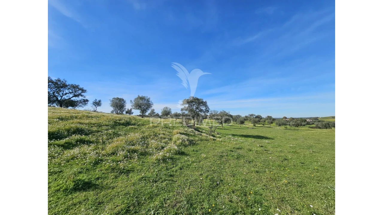 Terreno para Venda em Ourique Foto 17