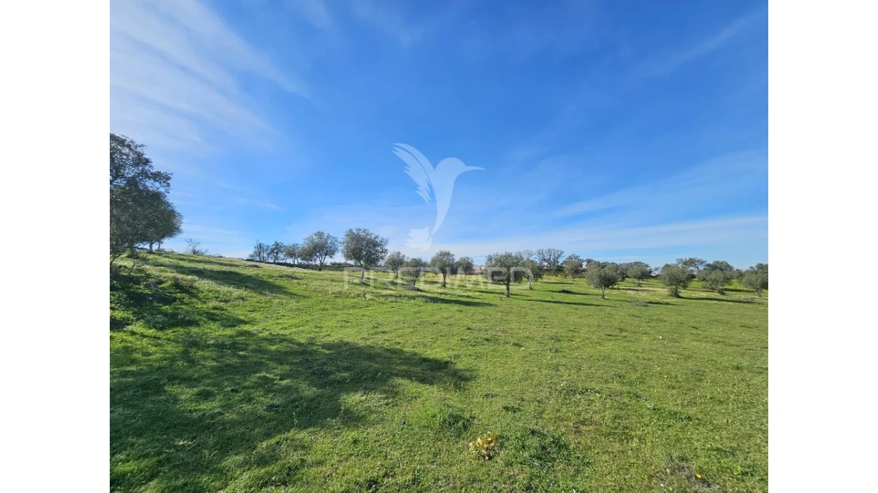 Terreno para Venda em Ourique Foto 18