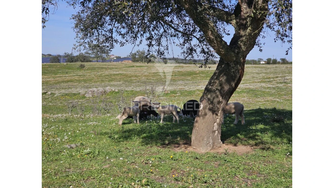 Terreno para Venda em Ourique Foto 8