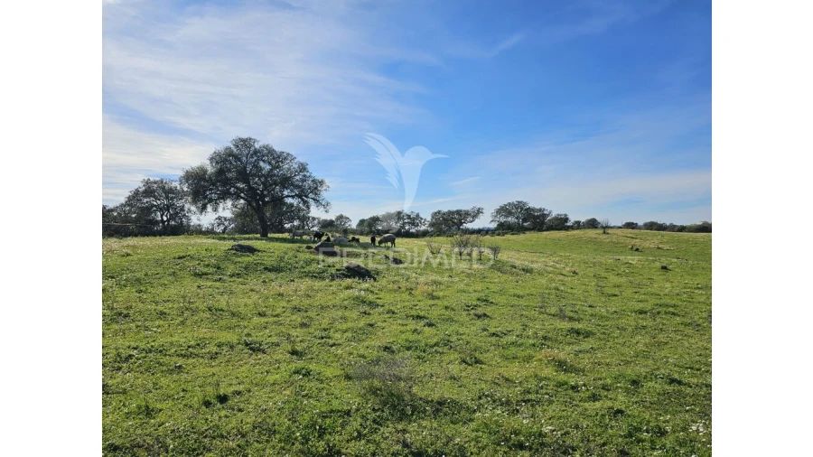 Terreno para Venda em Ourique Foto 6