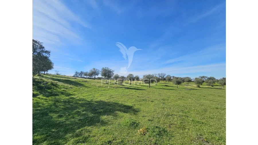 Terreno para Venda em Ourique Foto 18