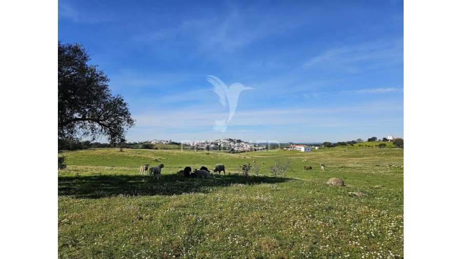 Terreno para Venda em Ourique Foto 7