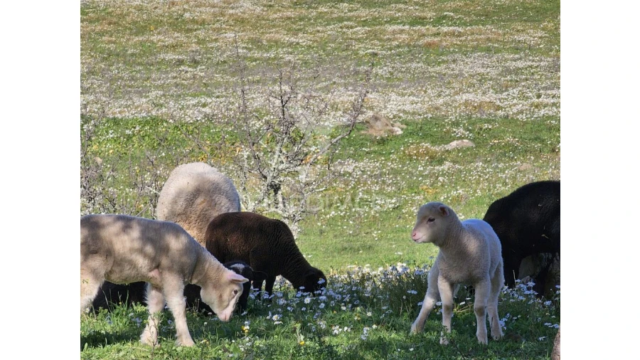 Terreno para Venda em Ourique Foto 2