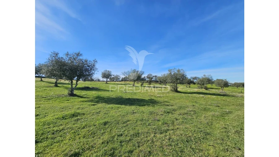 Terreno para Venda em Ourique Foto 19