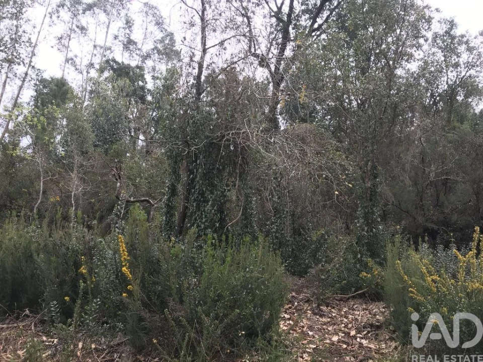 Terreno para Venda em Santiago e São Simão de Litém e Albergaria dos Doze Foto 16