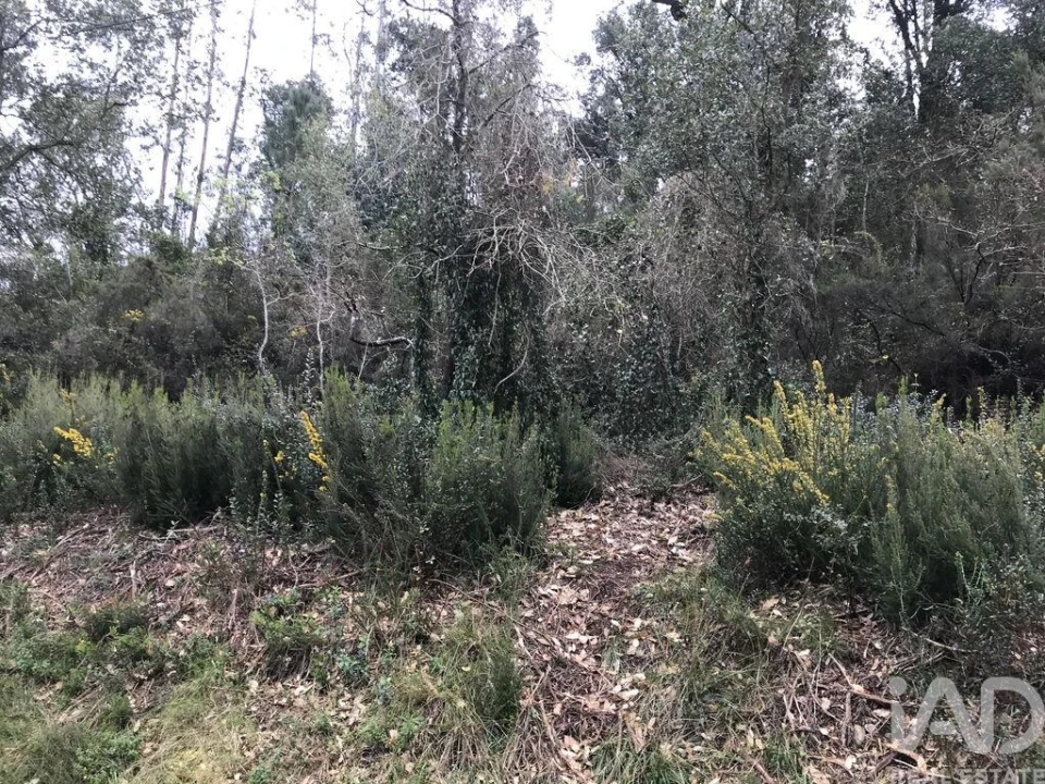 Terreno para Venda em Santiago e São Simão de Litém e Albergaria dos Doze Foto 18