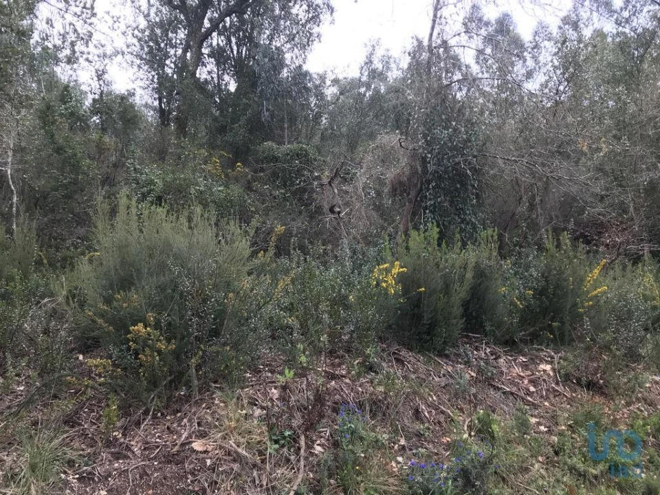 Terreno para Venda em Santiago e São Simão de Litém e Albergaria dos Doze Foto 15