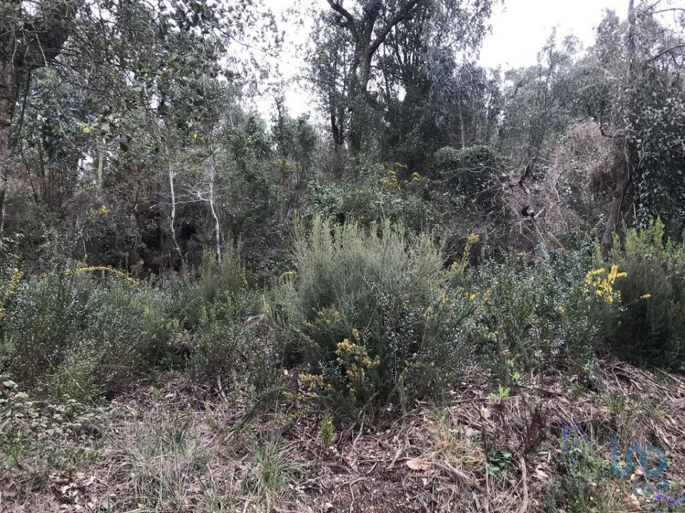 Terreno para Venda em Santiago e São Simão de Litém e Albergaria dos Doze Foto 14