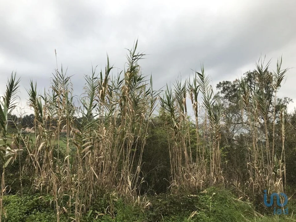 Terreno para Venda em Santiago e São Simão de Litém e Albergaria dos Doze Foto 2