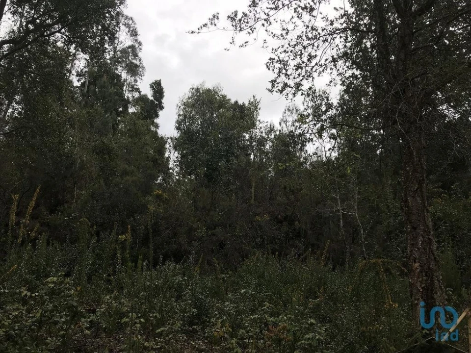 Terreno para Venda em Santiago e São Simão de Litém e Albergaria dos Doze Foto 13