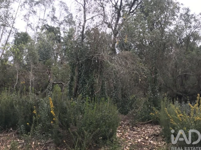 Terreno para Venda em Santiago e São Simão de Litém e Albergaria dos Doze Foto 16