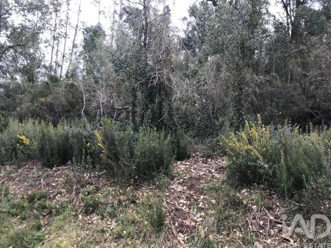 Terreno para Venda em Santiago e São Simão de Litém e Albergaria dos Doze Foto 18