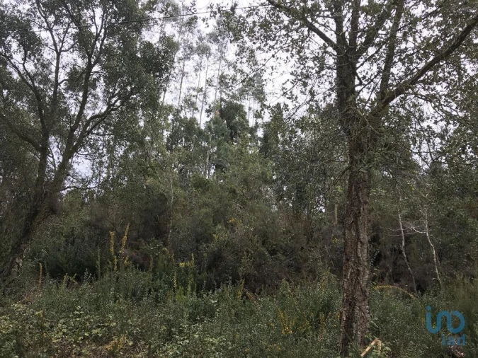 Terreno para Venda em Santiago e São Simão de Litém e Albergaria dos Doze Foto 10