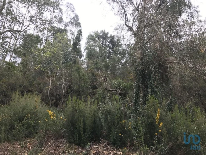 Terreno para Venda em Santiago e São Simão de Litém e Albergaria dos Doze Foto 5