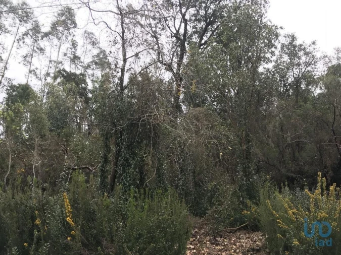 Terreno para Venda em Santiago e São Simão de Litém e Albergaria dos Doze Foto 4