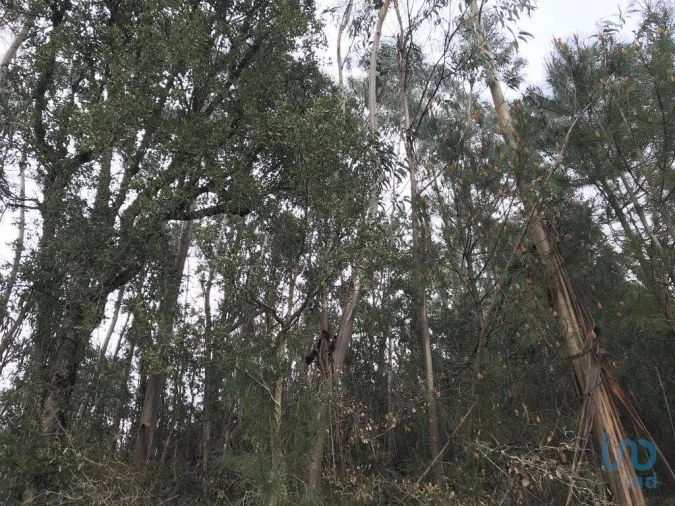 Terreno para Venda em Santiago e São Simão de Litém e Albergaria dos Doze Foto 9