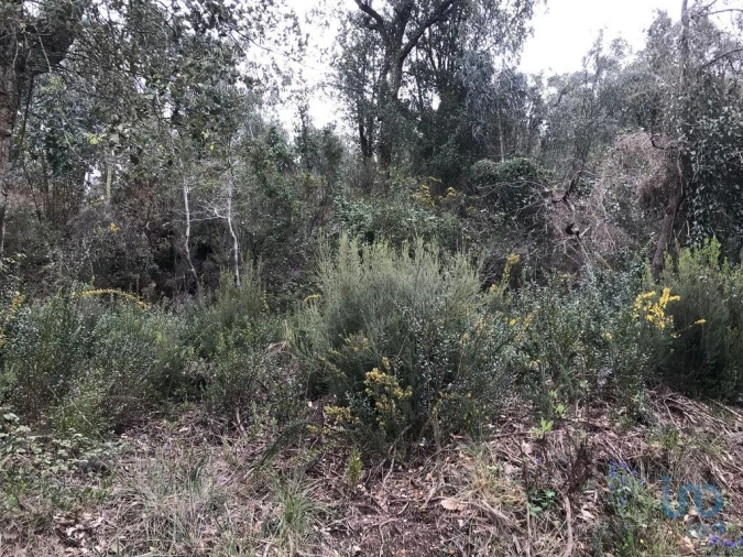 Terreno para Venda em Santiago e São Simão de Litém e Albergaria dos Doze Foto 14