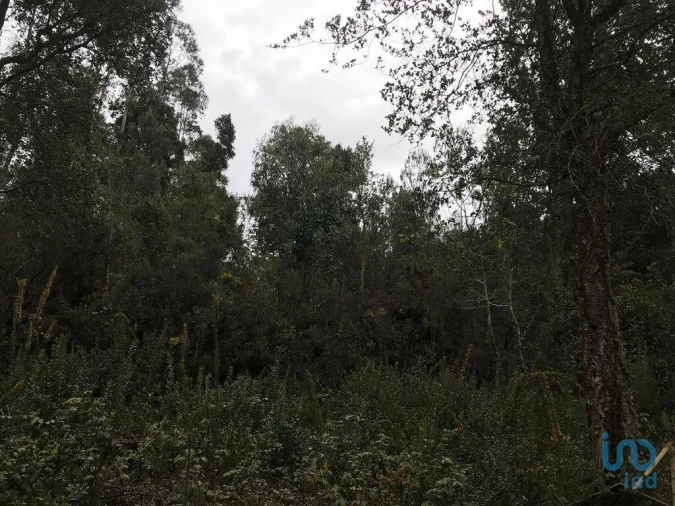 Terreno para Venda em Santiago e São Simão de Litém e Albergaria dos Doze Foto 13