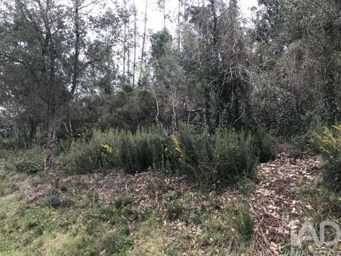 Terreno para Venda em Santiago e São Simão de Litém e Albergaria dos Doze Foto 19