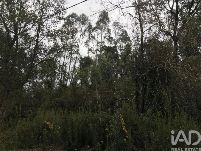 Terreno para Venda em Santiago e São Simão de Litém e Albergaria dos Doze Foto 17